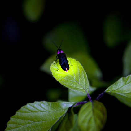 ホタルの里 設計コンセプト
